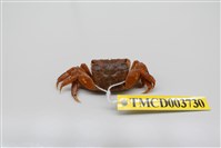 藏品(雙齒近相手蟹)的圖片